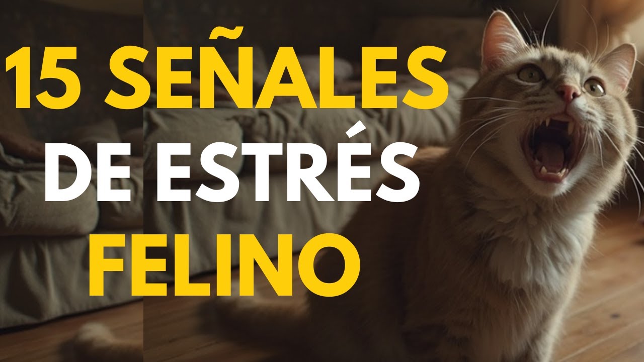 Evita que tu Gato SUFRA en silencio. Aquí tienes LAS SEÑALES de alerta