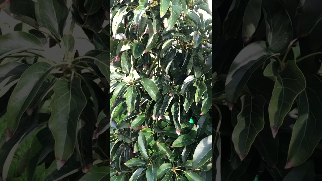 GEM Avocado Tree Harvest Time?