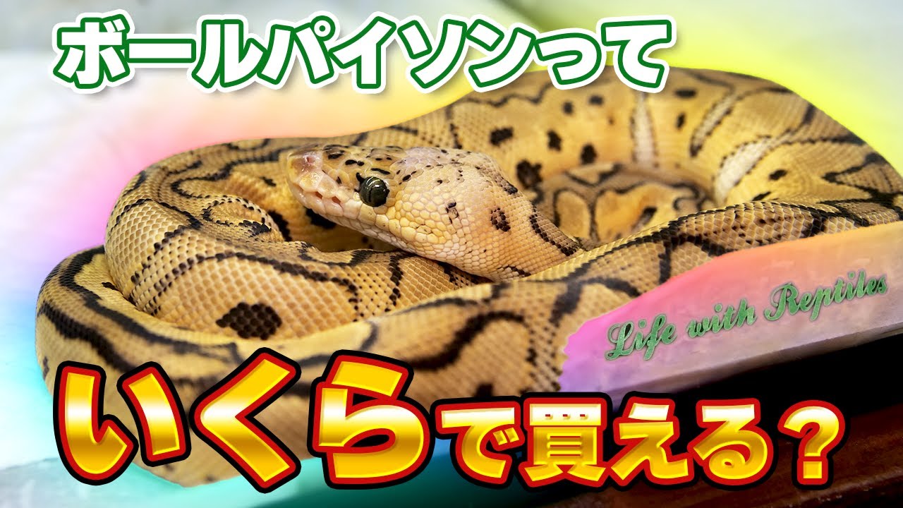 #37 ボールパイソンのお値段について❓