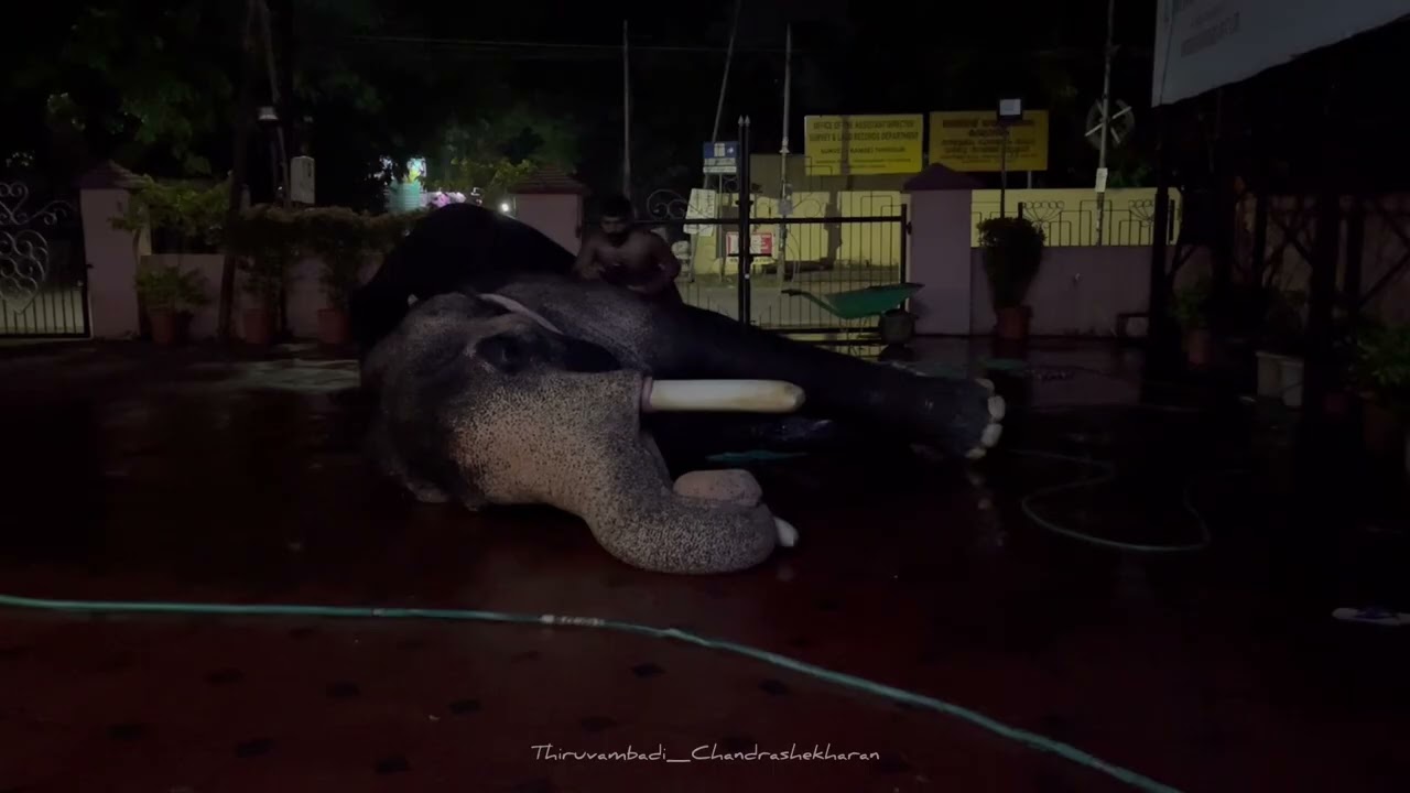 മഹേഷും ചന്ദ്രുവും സുമേഷിനെ കണ്ടു. Thiruvambadi Chandrashekharan