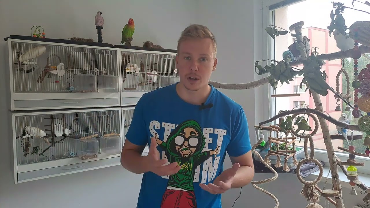Proč spí andulky v nejvyšší části klece?