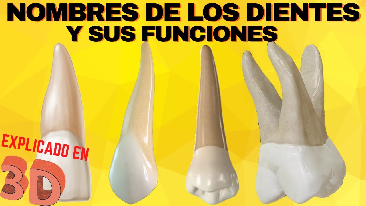 Nombre de los dientes: descubre sus nombres y su función | Grupos de dientes