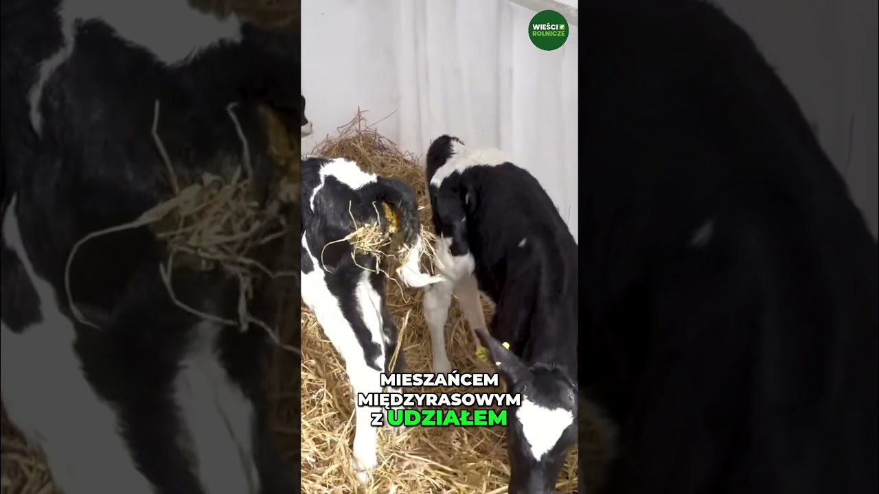 Trojaczki kr&oacute;w na Dolnym Śląsku. Cielakom udało się przeżyć