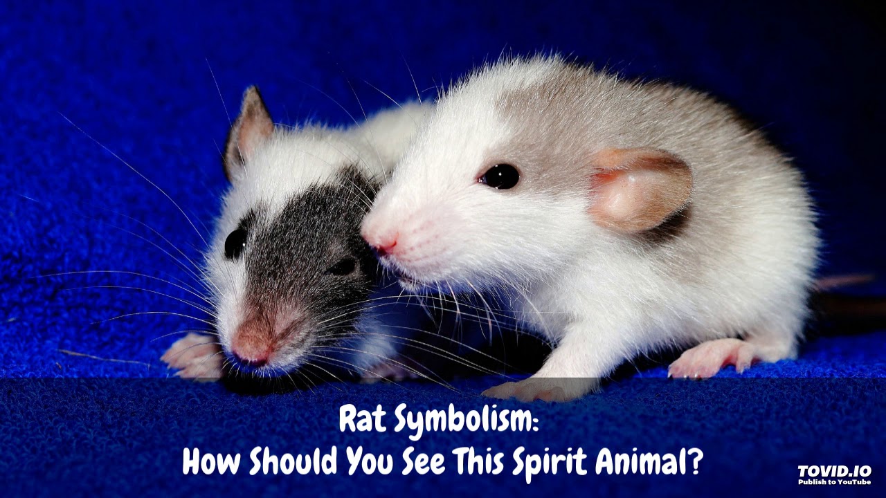 Rat Symbolism: How Should You See This Spirit Animal?