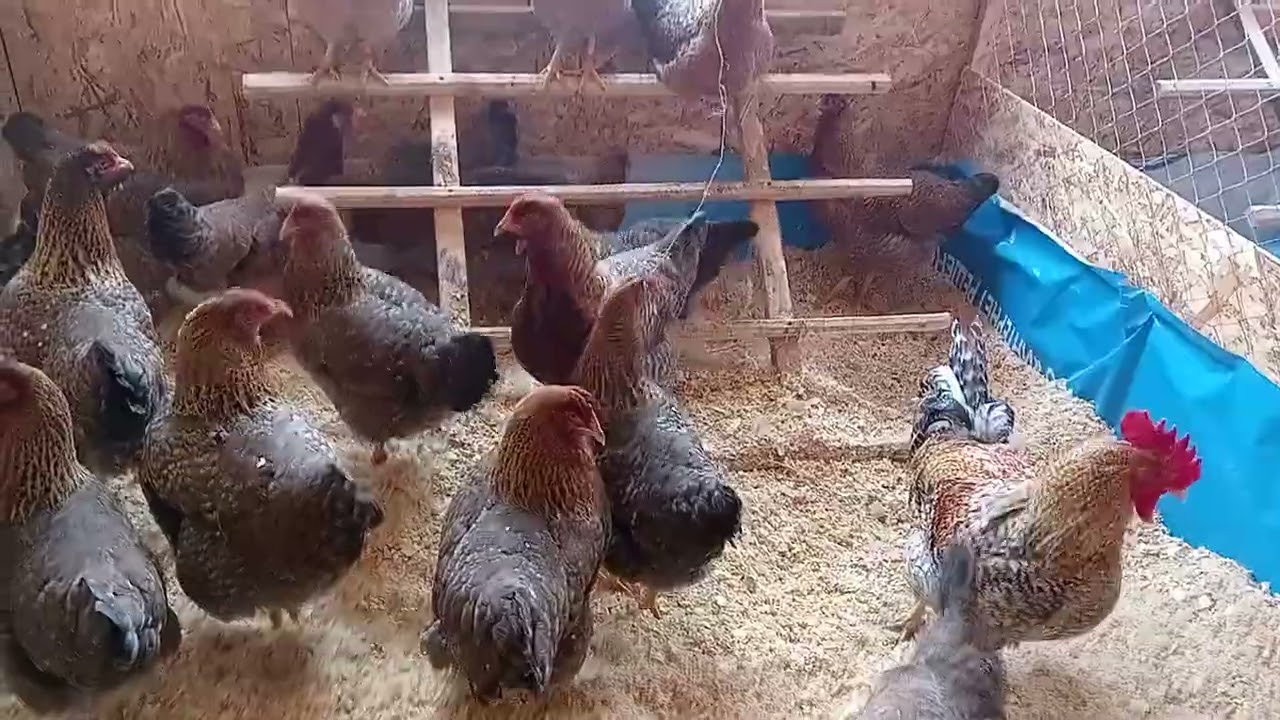 Обзор породы Билефельдер Криль!