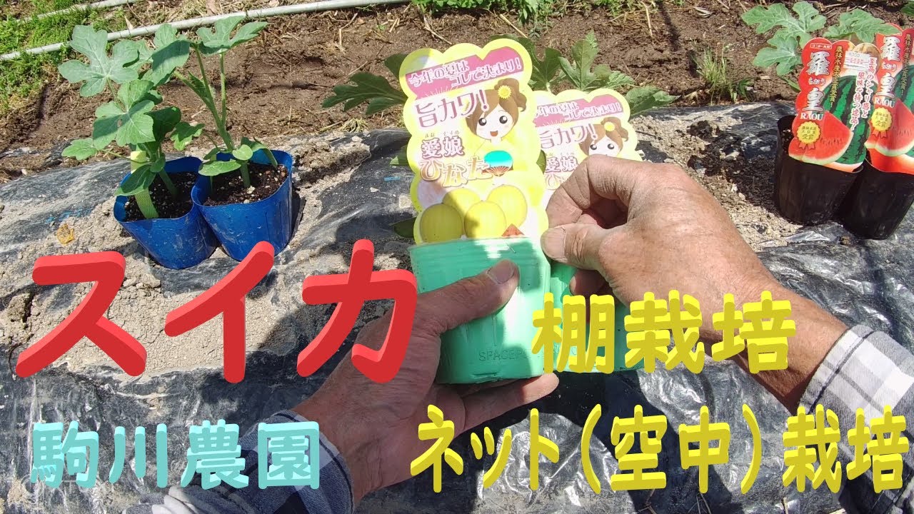 スイカの棚栽培・ネット（空中）栽培 ①定植　目指せ100品目　邑南町　駒川農園　21.5.3