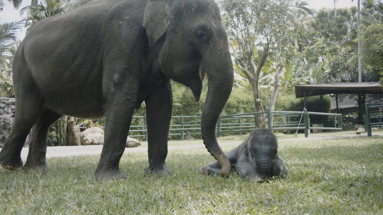 Save Bali Elephants