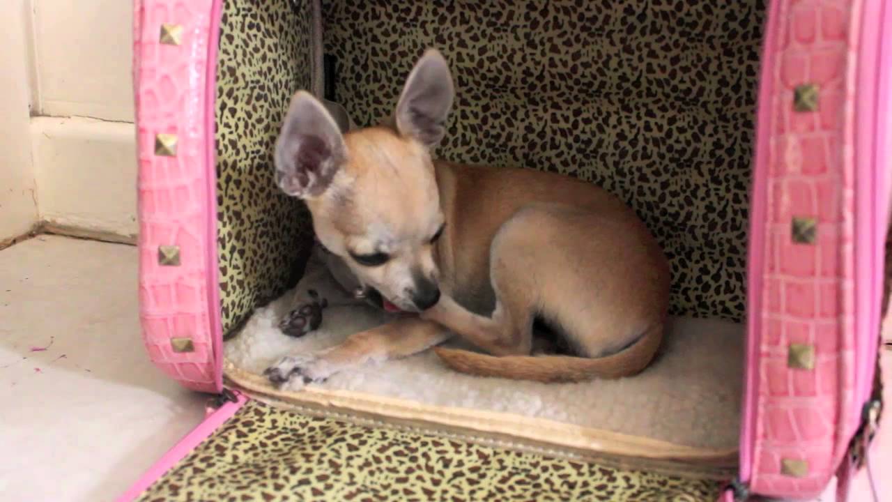 Adorable sleepy chihuahua