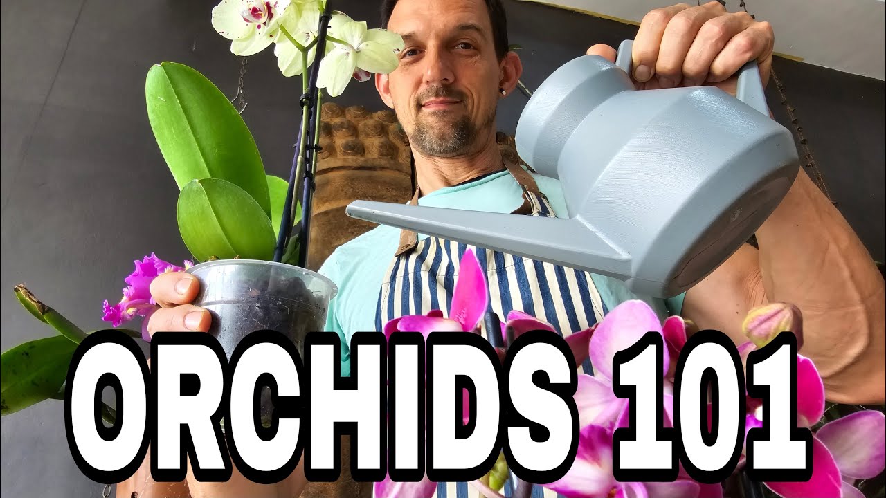 Orchid Care Tips, Master These 5 Simple Tips Now