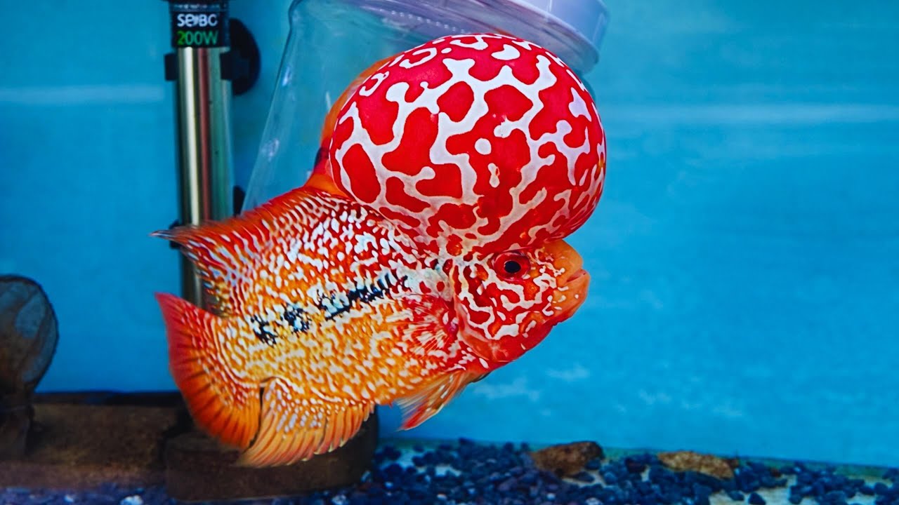 This Flowerhorn’s Head Is INSANE 🤯 8 Grade Flowerhorn With Massive Kok