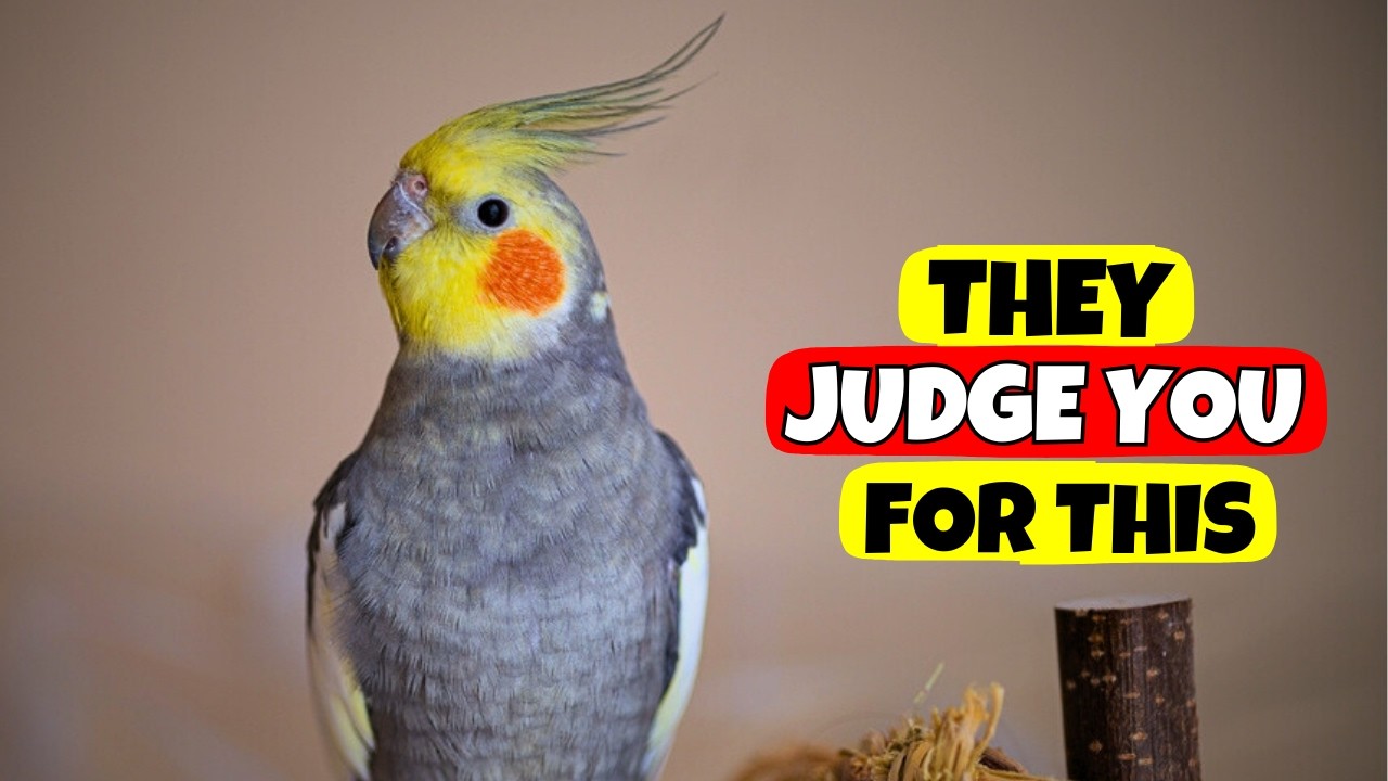5 Actions You Don't Think Matter — But Your Cockatiel Judges You