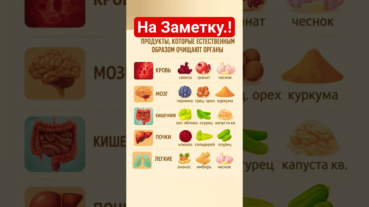 ПРОДУКТЫ, КОТОРЫЕ ЕСТЕСТВЕННЫМ ОБРАЗОМ ОЧИЩАЕТ ОРГАНЫ