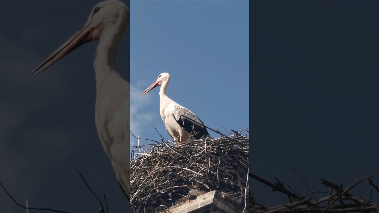 Ptak Polak, Ptak Pterodaktyl, największa atrakcja Krasiejowa - Bocian