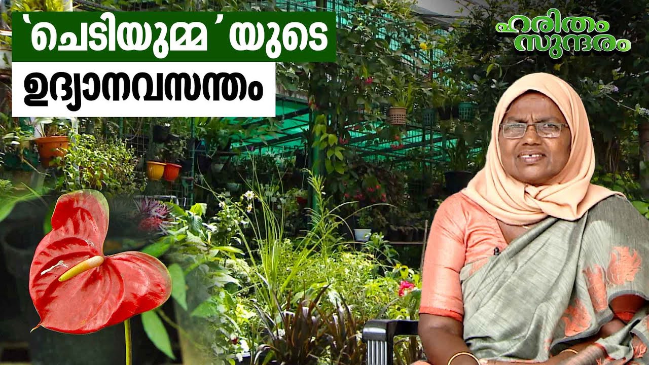 നിലമേൽ റാഫിയത്ത് ബീവിയുടെ ' ജൈവിക' ചെടി നഴ്സറിയുടെ വിജയഗാഥ | Haritham Sundaram EP 459