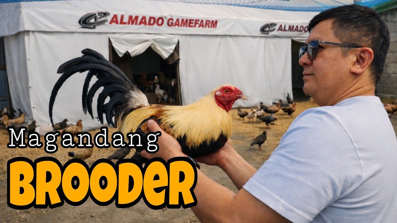 Kakaiba Ang brooder pang artista tent