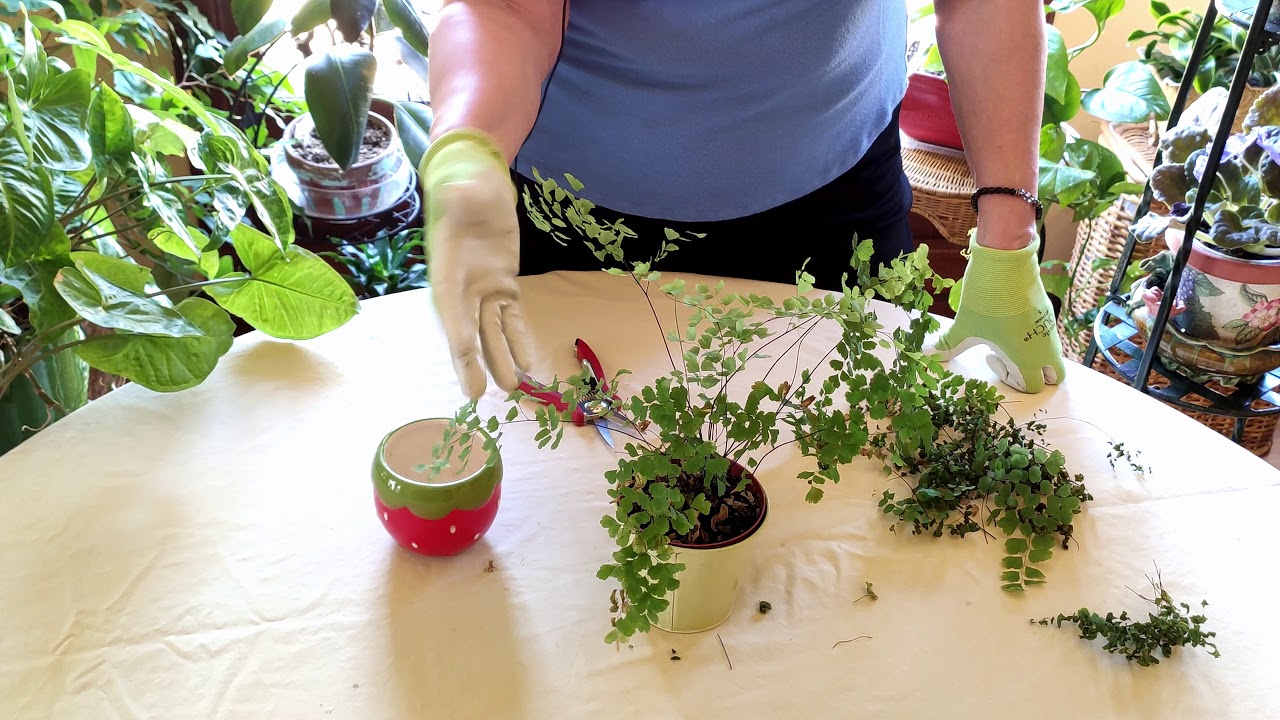 What to Do if You Forgot to Water Maidenhair Fern