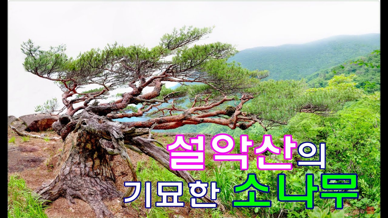[이성휘 사진영상] 무아지송(無我之松) 설악산의 기묘한 소나무