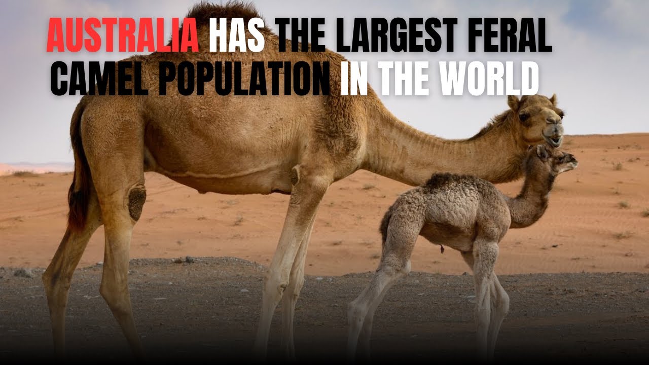 The World&rsquo;s Largest Population of Feral Camels? Welcome to Australia!🇦🇺