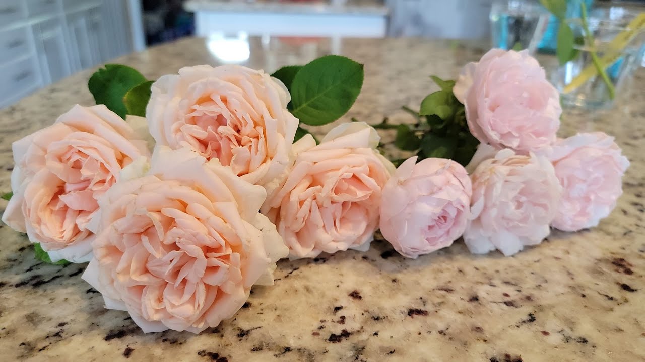 Complete guide in rose cutting propagation