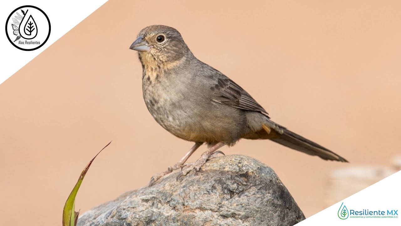 VOZ y CANTO Rascador Viejita (Melozone fusca) 