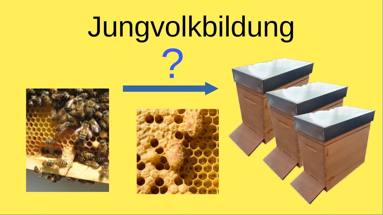 Jungvolkbildung - gute Ableger für die nächste Saison