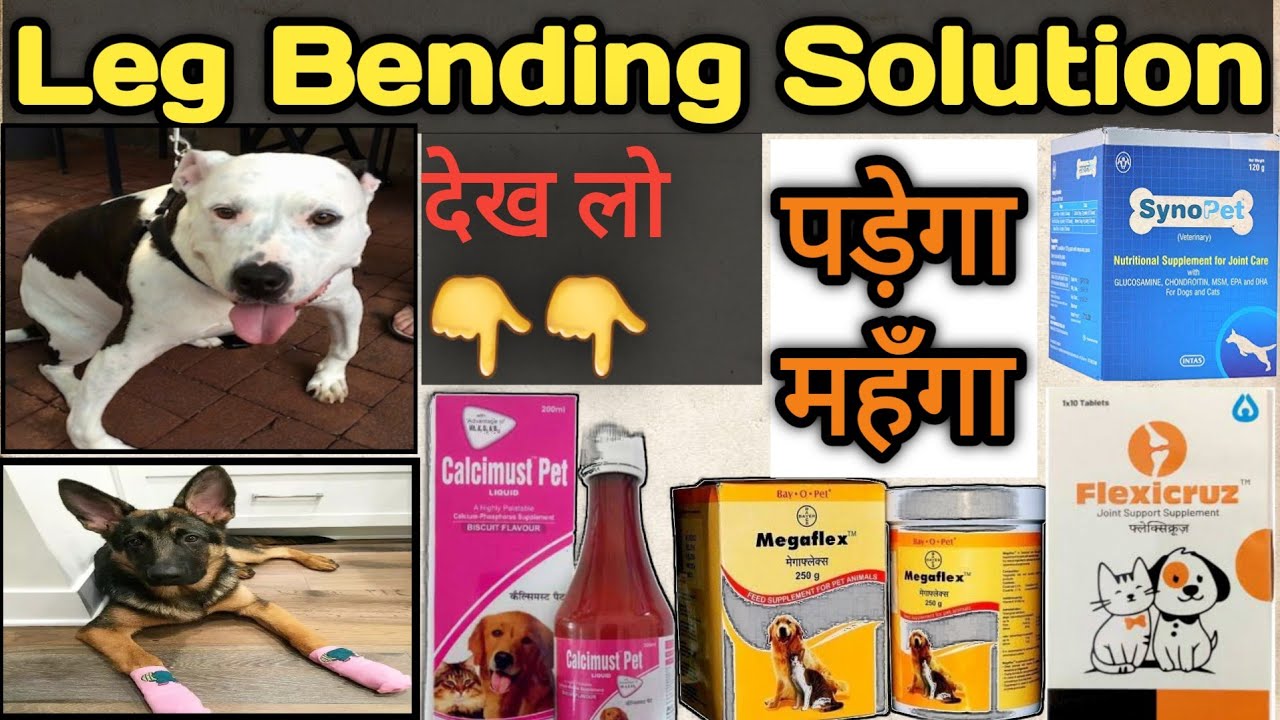 leg bending solution || In Hindi || leg bending in dogs || gsd leg bending || treatment || leg bend