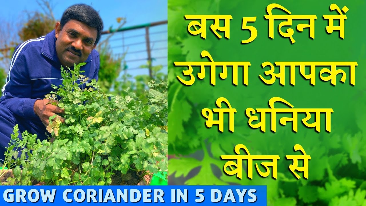 5 दिन में धनिया उगने का सबसे आसान तरीका जानिए रामविलास जी से|Grow Coriander in 5 Days|
