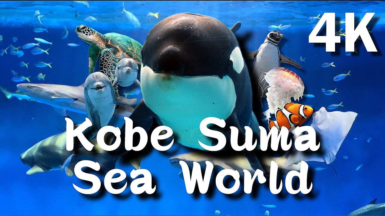 Full Experience of Kobe Suma Sea World Vlog - (Castro Kiddos)