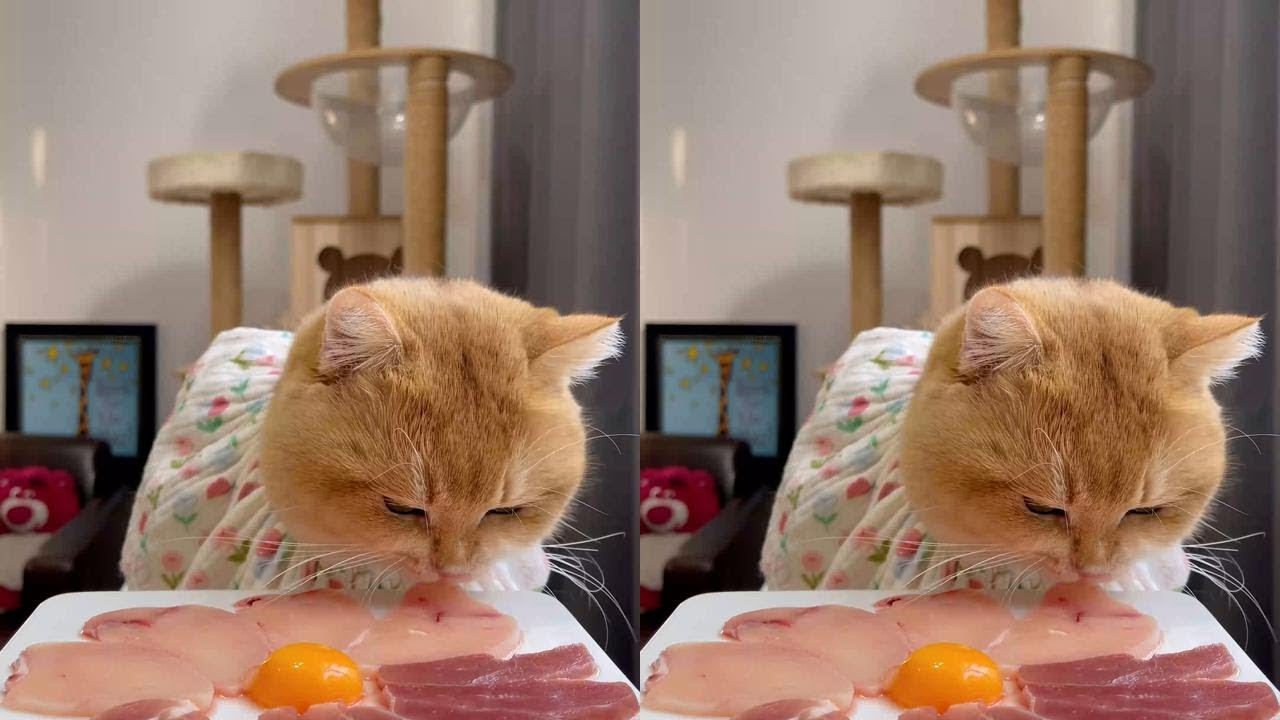 One serving of large meat #CatOwner #FoodieCat #RawMeat #FeedingCat #LittleCravingCat