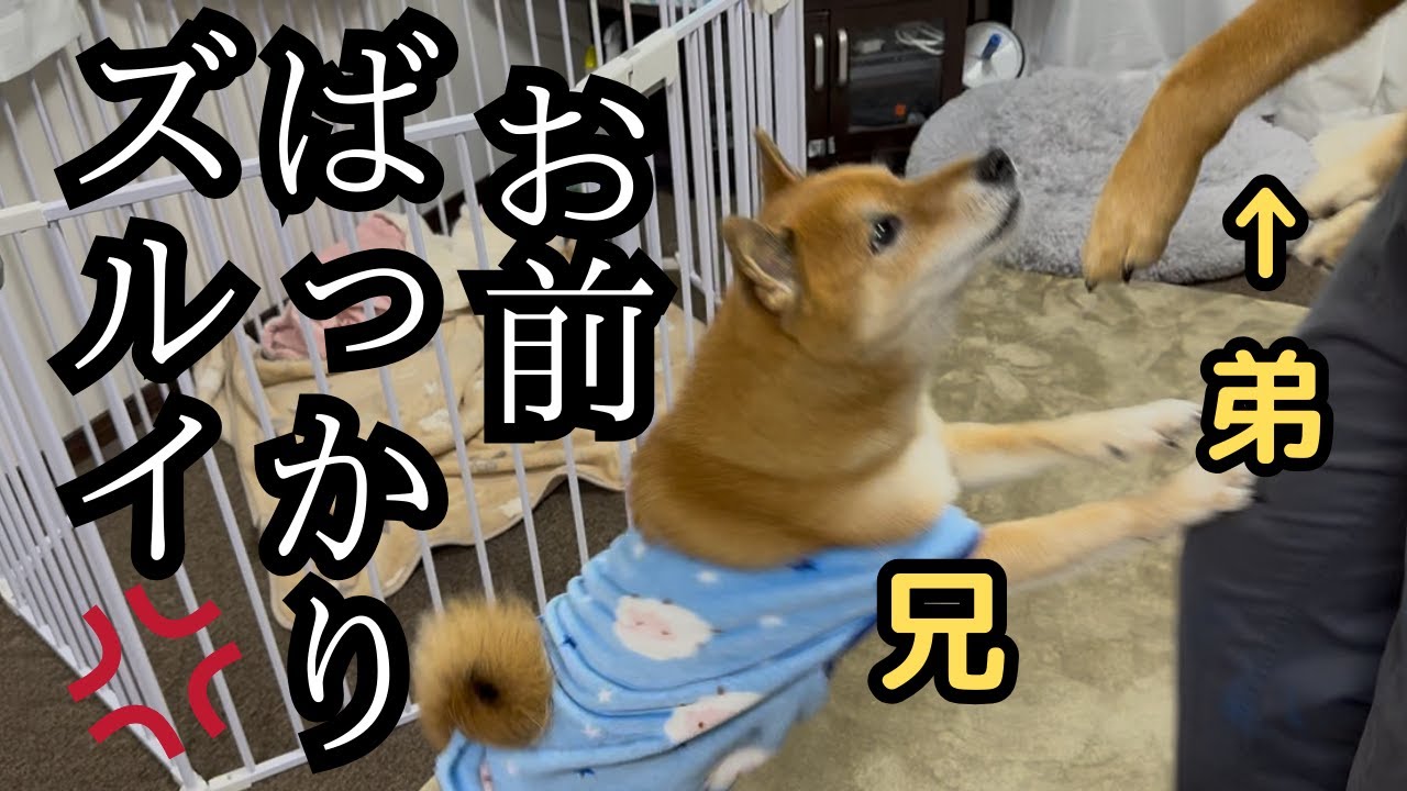 【驚き】手術した弟を見て、兄柴が赤ちゃん返りしてしましました…【パテラ・前十字靭帯】