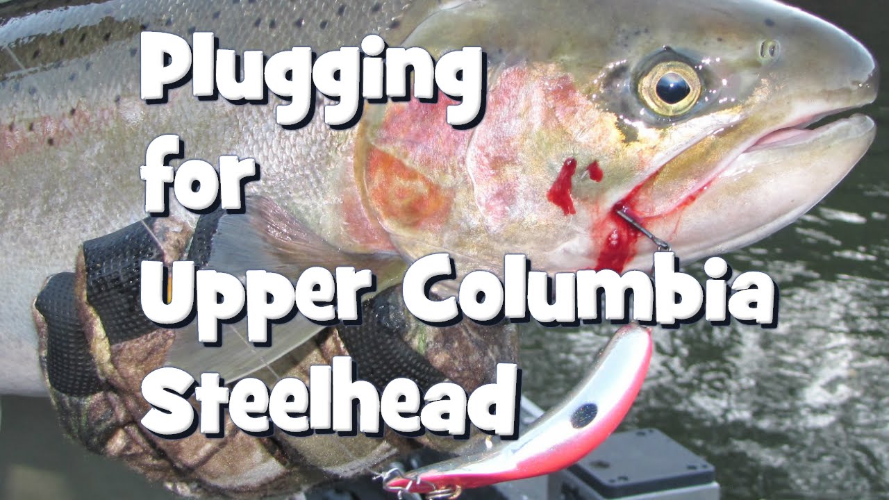 Plugging for Upper Columbia Steelhead