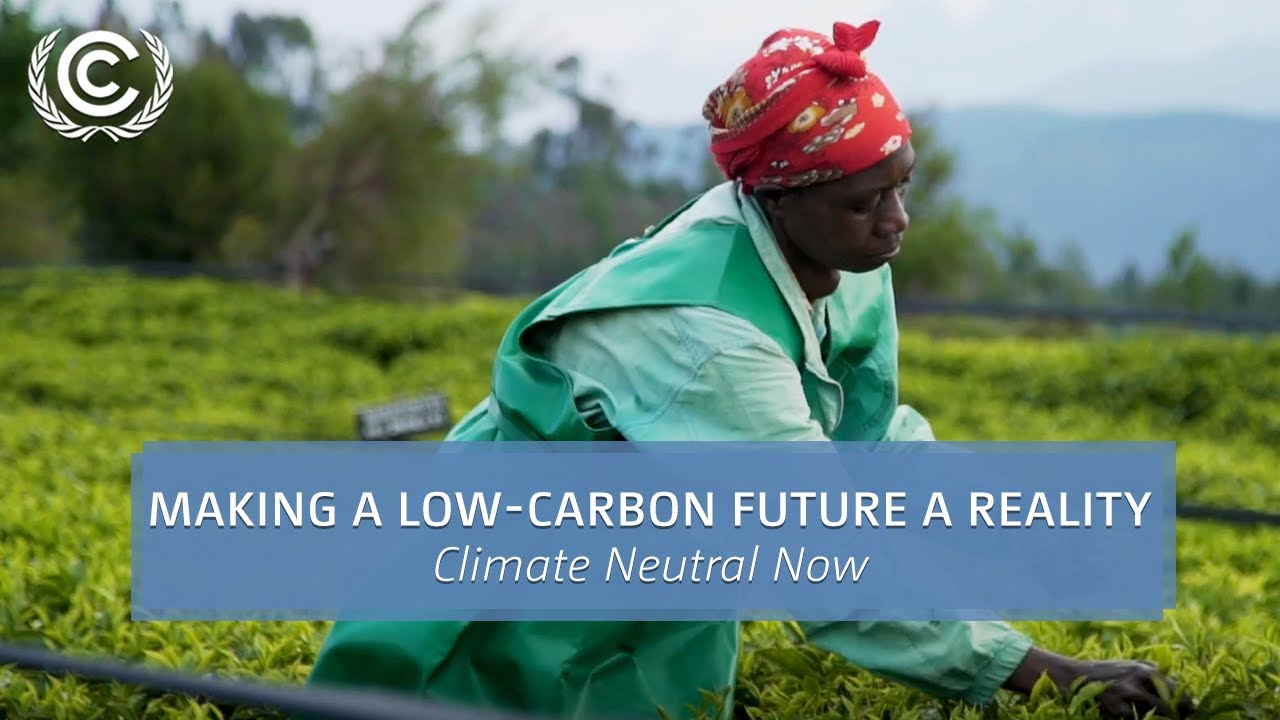 4 Businesses Making a Low-Carbon Future a Reality | Climate Neutral Now | UN Climate Change