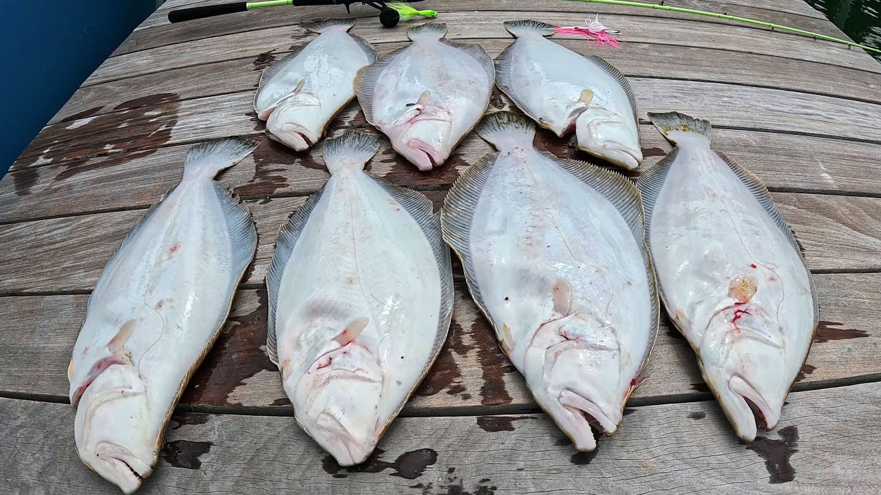 Ocean Fluke (Summer Flounder) Starting to Chew!