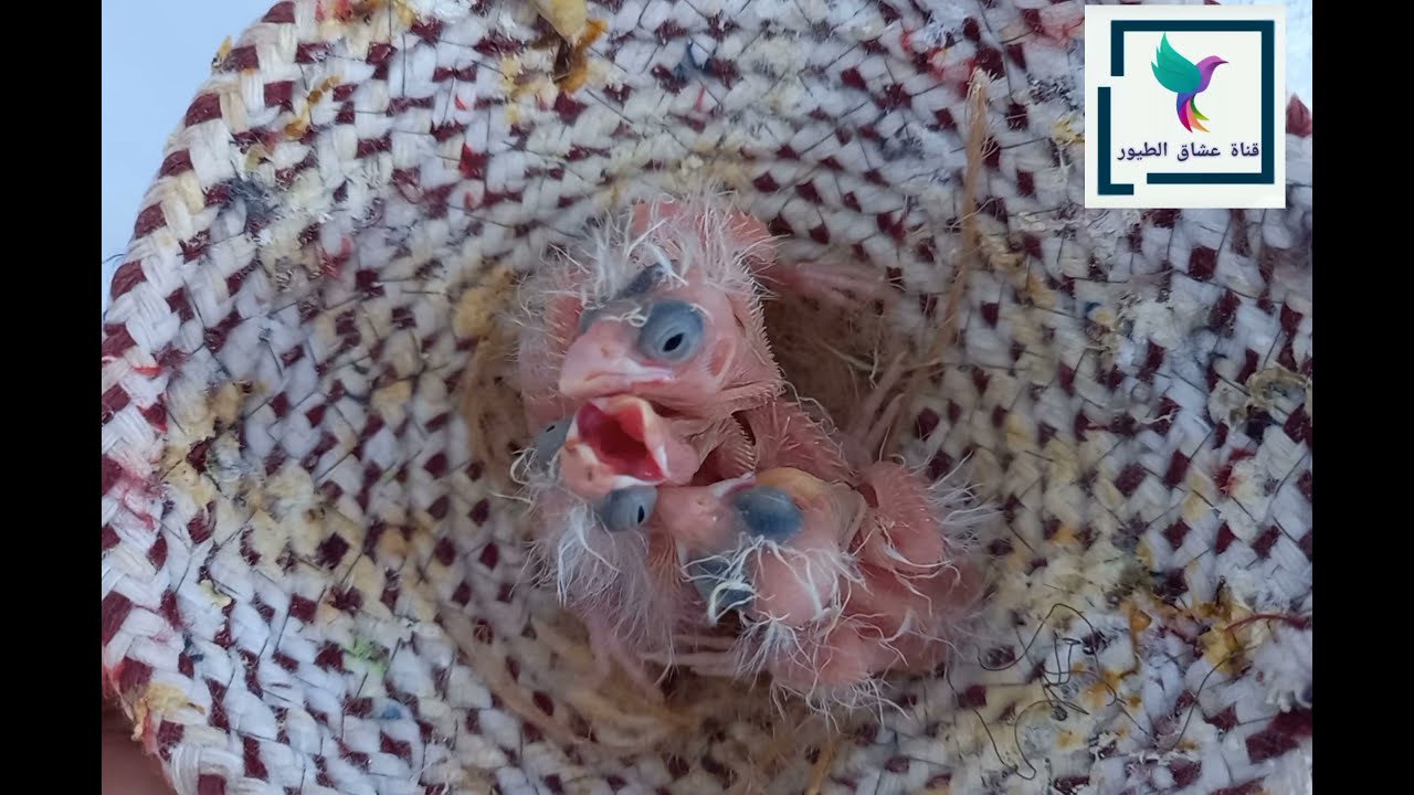 شاهد نمو الفراخ الكناري منذ اللحظة الفقس الى مرحلة الفطام لحظة بالحظة مشهد رائع وجميل