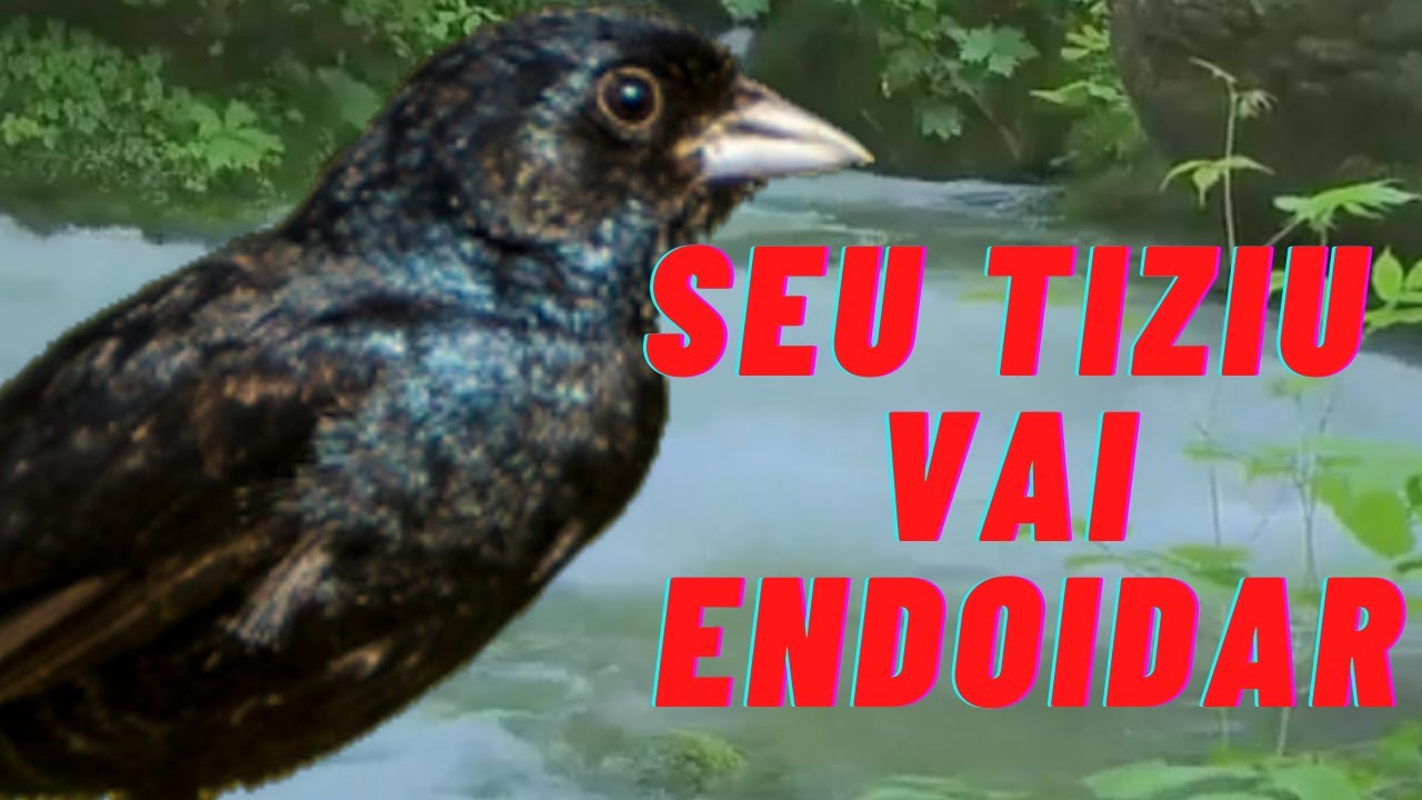 Seu Tiziu vai ficar louco com esse vídeo. Fêmea de Tiziu macheando e macho cantando.