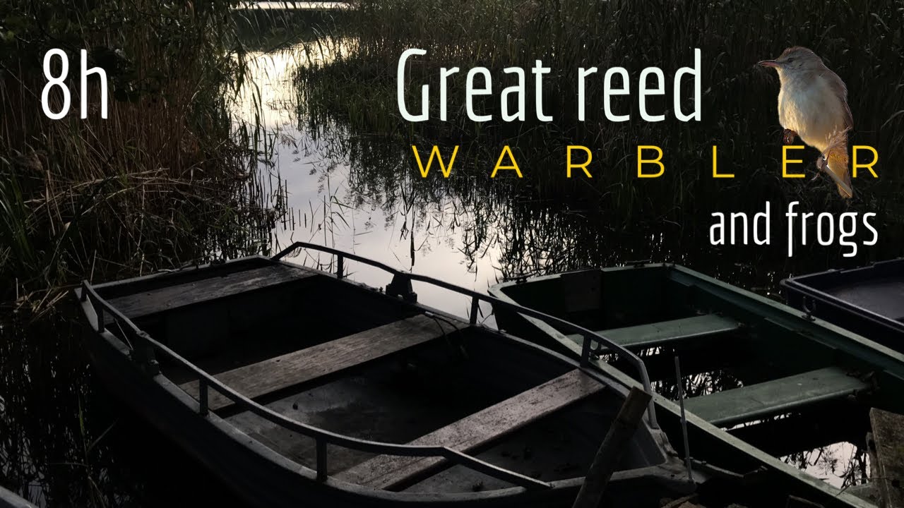 8 hrs of soothing Great reed warbler |Water Birds and frogs sounds