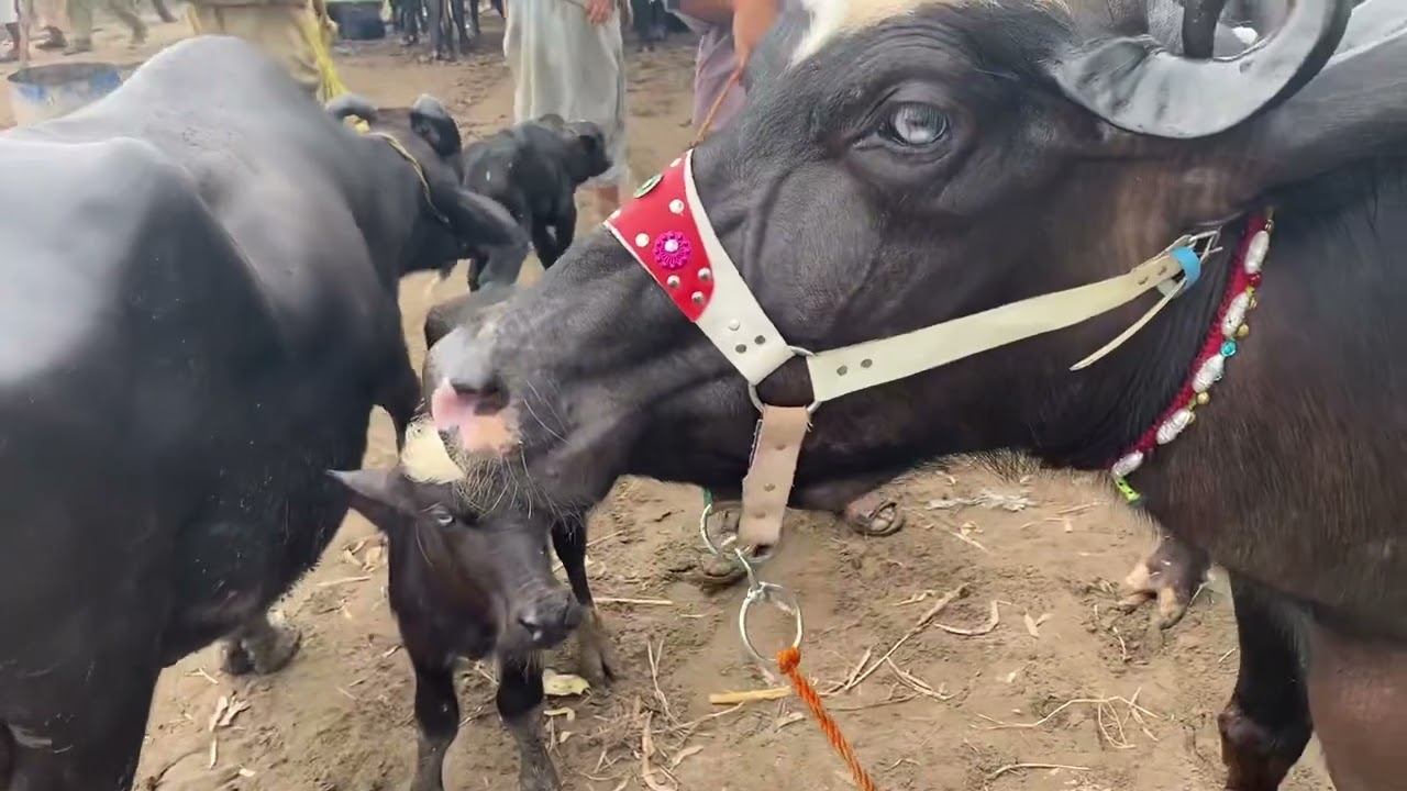 TOP CLASS BUFFLO & COWS  IN KUNJHA GUJRAT MANDI 24/09/2022 UPDATE UTUBE PAKISTAN