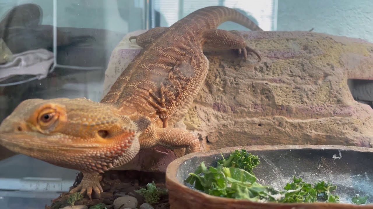 Bearded Dragon HEAD BOBBING