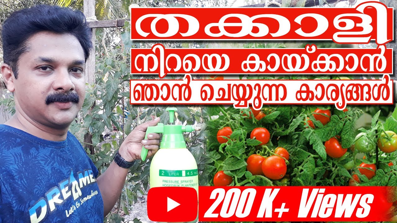 തക്കാളി നിറയെ കായ്ക്കാൻ ഞാൻ ചെയ്യുന്ന കാര്യങ്ങൾ | Tomato Cultivation Malayalam | Deepu Ponnappan