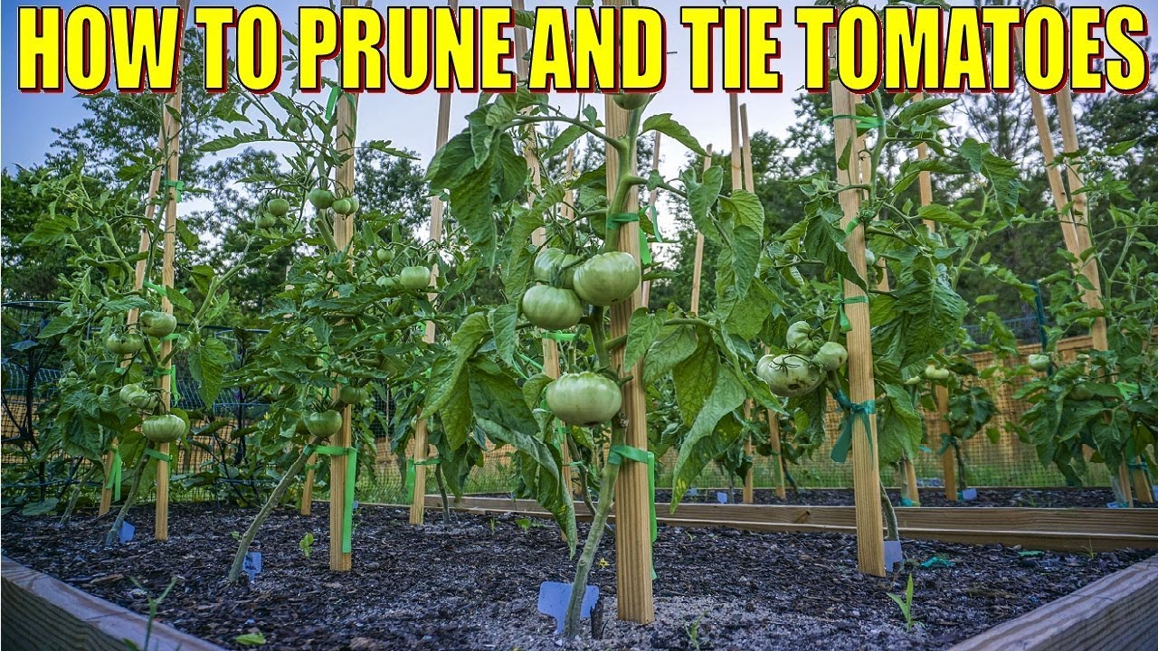 How To Stake, Prune And Tie Tomatoes - Single Stem Pruning Method