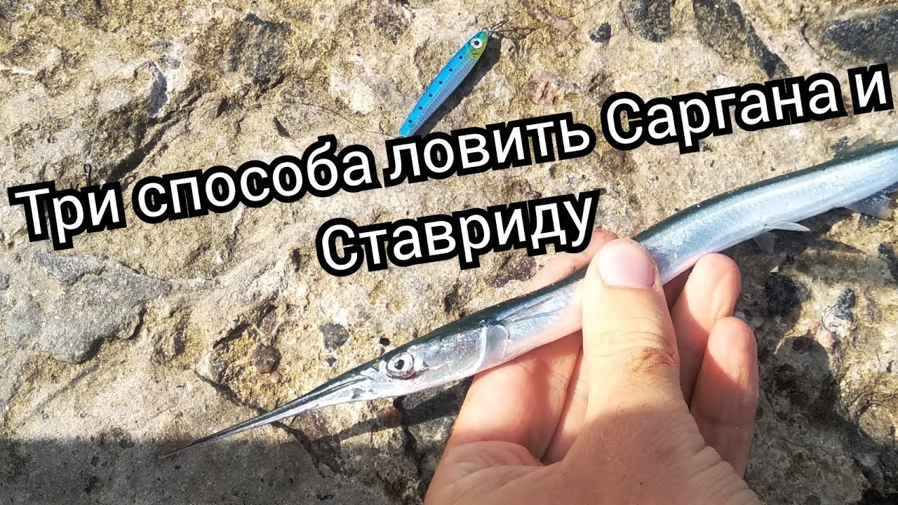 Ловим Саргана и ставриду на Черном море.