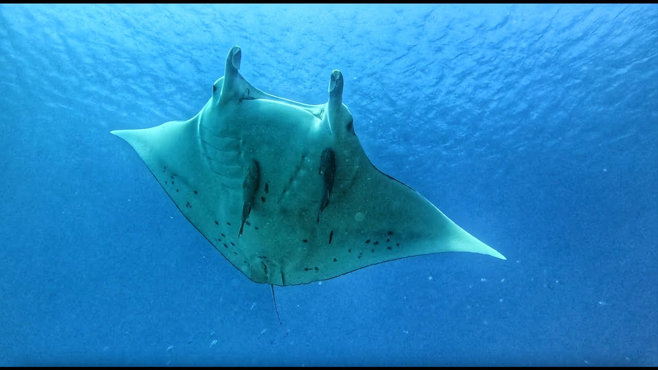 Maldives Manta Ray Encounter | Snorkelling with Ocean Giants