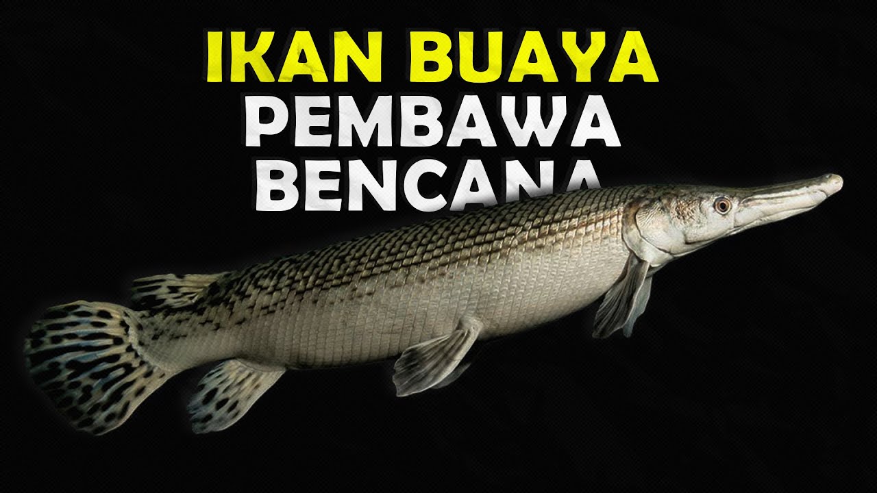MENGAPA IKAN ALIGATOR GAR BERBAHAYA JIKA DIPELIHARA DI INDONESIA