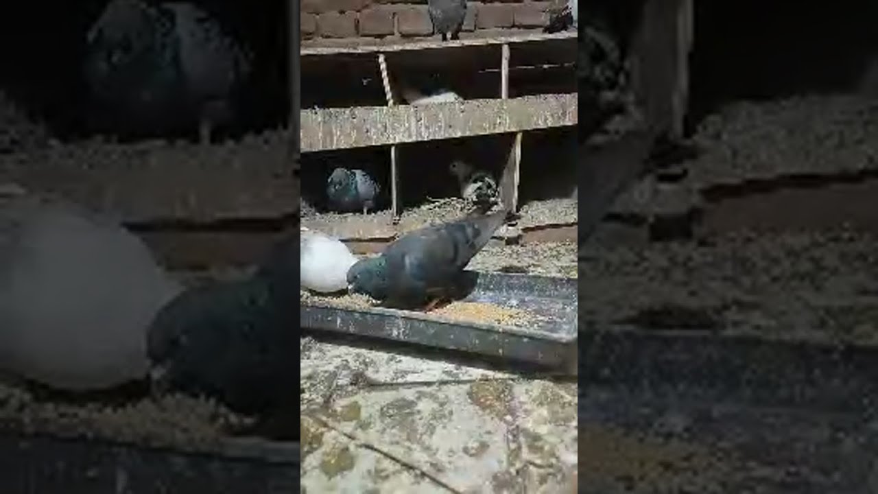 Faizabad (Ayodhya) Pigeons World  is live!