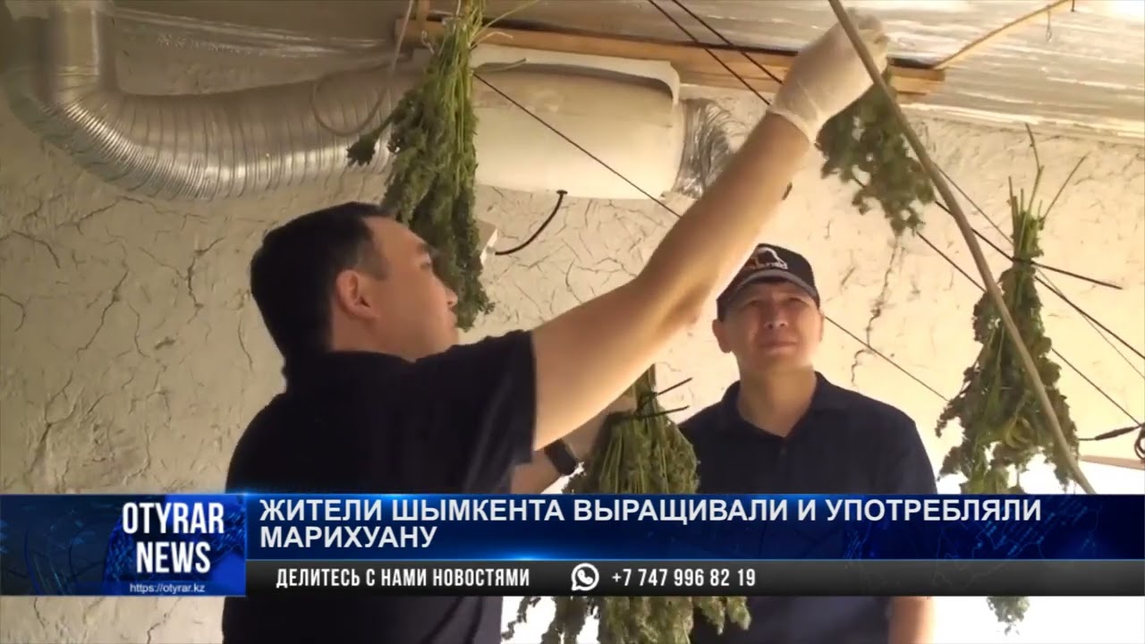 Жители Шымкента выращивали и употребляли марихуану