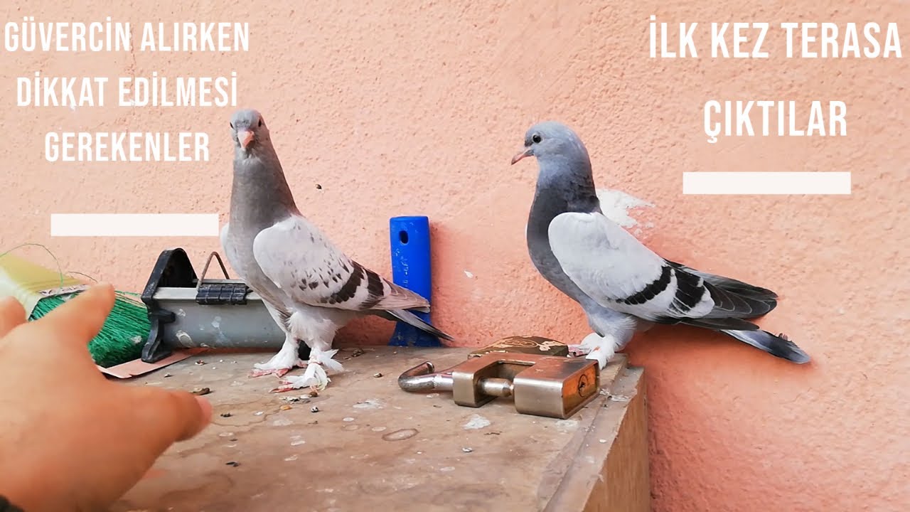 Güvercin Beslemeye Başlayacaklar kesin izlesin Yeni Yavruları İlk Kez Dışarı çıkardım