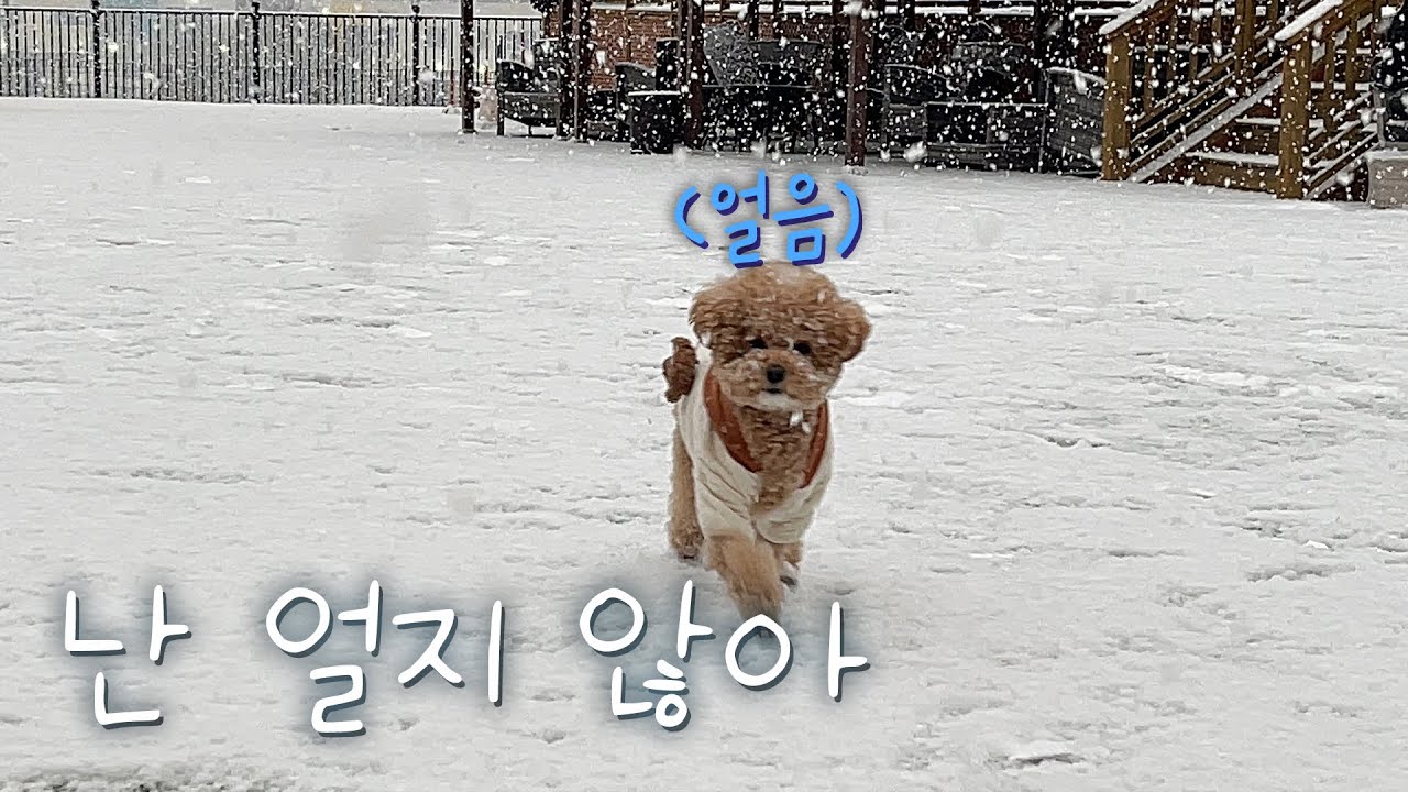 눈 오면 고장나는 귀여운 강아지 / 가평 애견펜션 브이로그