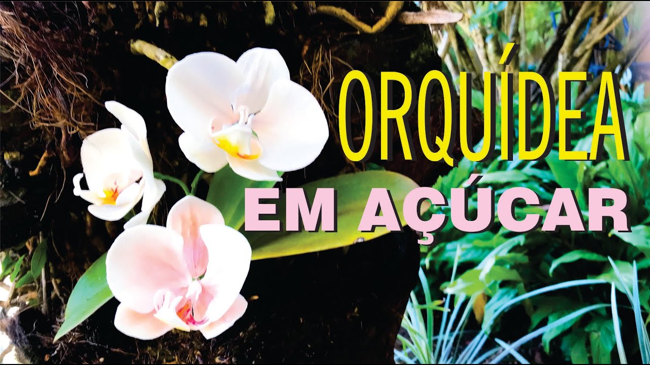 Como fazer uma Flor Orquídea Phalaenopsis em Massa de Flor de Açúcar