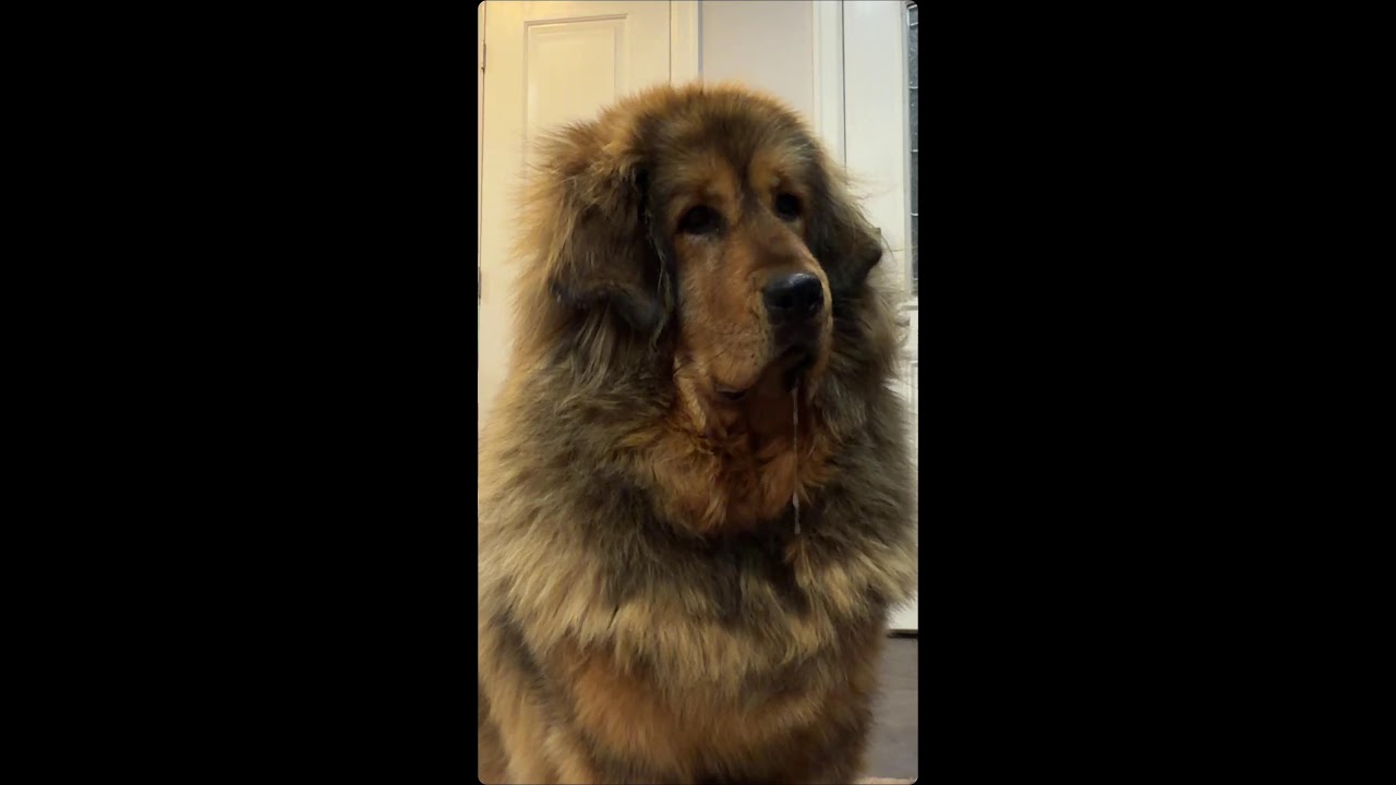 Insomniacs Dogs Sleeping Stream Ambient Music