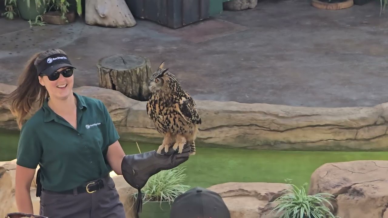 1/25/2025 owls 🦉 show at San Diego Zoo.  Plas taub laub.